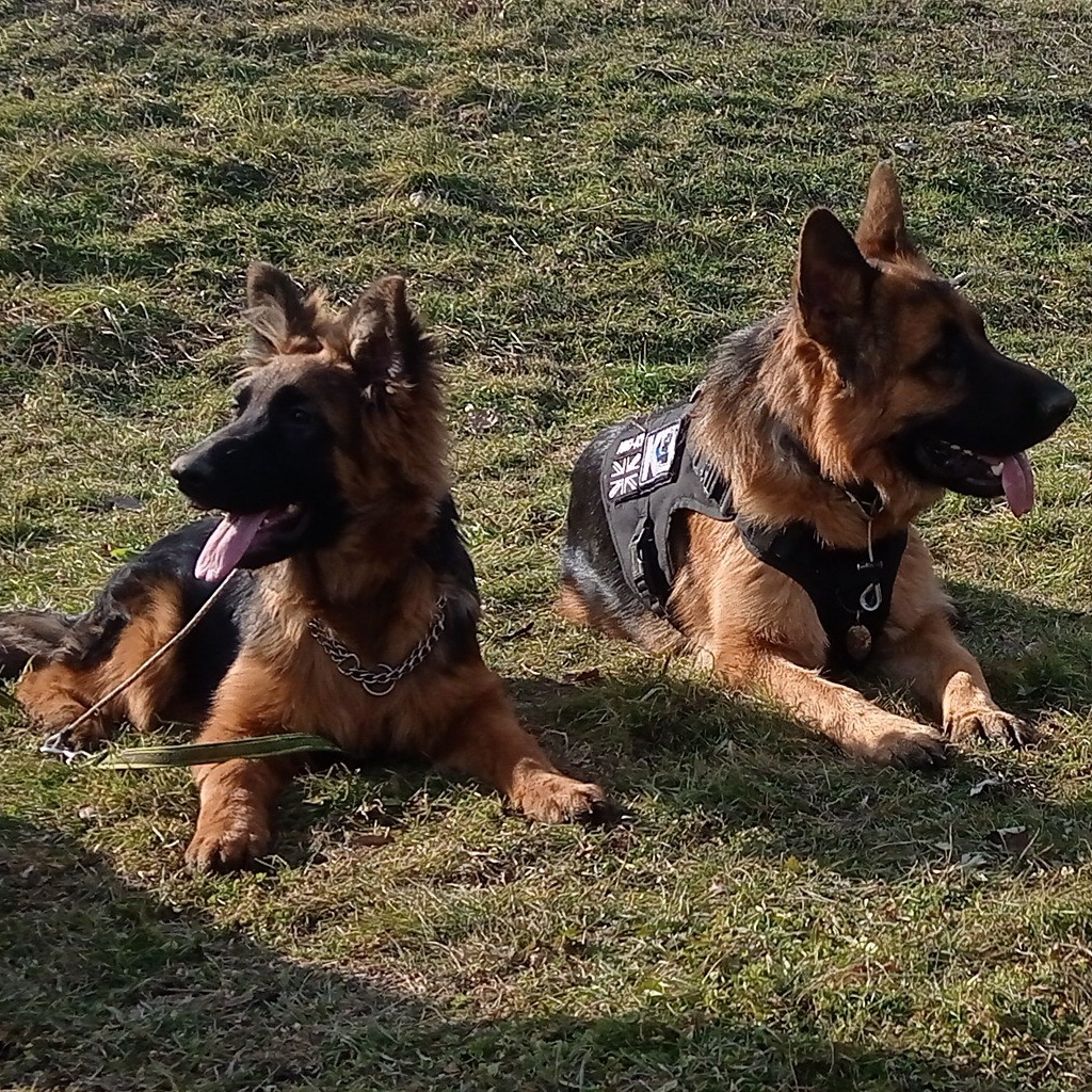Echo and Faith rescue dogs after training